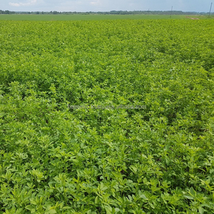 Viên Cỏ Linh Lăng Và Cỏ <span class=keywords><strong>Lucerne</strong></span> Để Nuôi Động Vật Trang Trại - Product Image 1