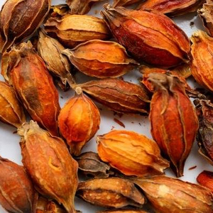 GARDENIA FRUIT EXTRACT POWDER - Dry Gardenia Extract Powder From Vietnam HOLIDAY - Product Image 1