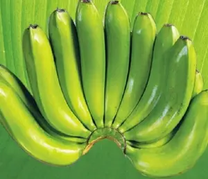 Banane CAVENDISH fraîche de haute qualité 2023