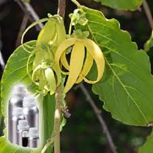 Proveedor de 100% aceite esencial puro de ylang-ylang grado cosmético certificado GMP DE LA India - Product Image 1