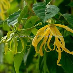 Ylang-ylang-Proveedores de aceite - Product Image 2