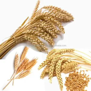 赌注大麦麦芽出售，饲料大麦籽粒，大麦麦芽谷物出售