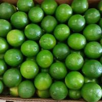 Citron vert / citron frais, avec ou sans pépins, en provenance du Vietnam