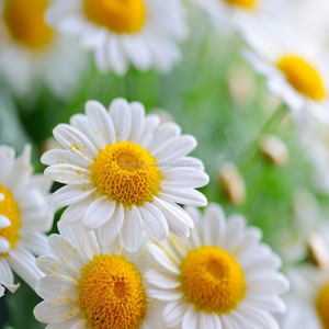 Wholesales of Chamomile German <b>Hydrosol</b> at Low Price From AROMAAZ INTERNATIONAL in All Over the World - Product Image 4