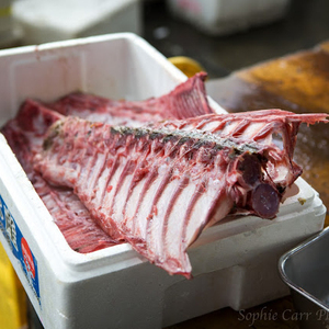 Meilleures ventes Bones Tuna - Product Image 3