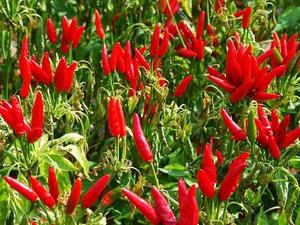 Chile Rojo Encurtido en Frasco de Vidrio - Product Image 3