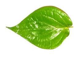 100% Pure Organic Piper Betel Leaf Oil Fabricant de confiance Exportateur Fournitures en gros Huile essentielle la plus fiable - Product Image 2