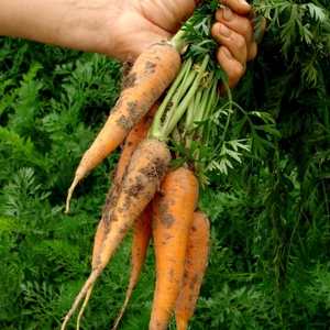 Promoteur de croissance végétale naturel pour la culture des carottes - Product Image 1