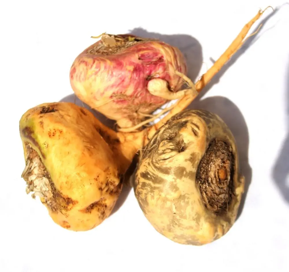 Biologische Zongedroogde Rode Maca Wortel Extract Poeder Uit Peru