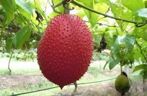 Sophie's Wholesale <b>Frozen</b> Gac Agriculture <b>Product</b> Exported in Bulk From Viet Nam - Product Image 6