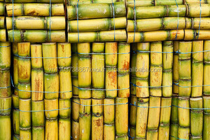CANNE À SUCRE CONGELÉE POUR L'EXPORTATION/GROS CANNE À SUCRE PRIX TRÈS BON MARCHÉ - Product Image 2