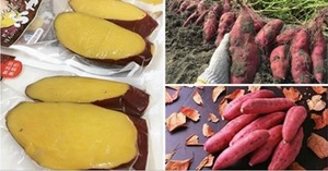 Vietnam Wholesale Farm Purple SweetPotato - Product Image 4