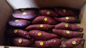 Offre Spéciale de patate douce fraîche en vrac et bon prix du VIETNAM/vacances - Product Image 3