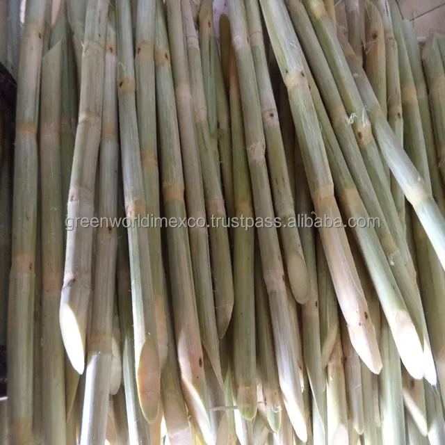 Замороженный сахарный тростник высокого качества по лучшей цене