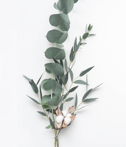 INCIENSO DE EUCALIPTO/PRECIO MÁS BAJO - Product Image 2