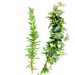 Tónico Capilar de Aceite de Romero de 60 ml, Fórmula Orgánica OEM, Sin Enjuague, Calidad Premium, Estimulante del Folículo Piloso, Aceite para el Crecimiento del Cabello - Product Image 4