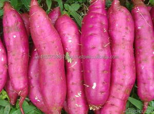 มันเทศจากเวียดนาม2021 - Product Image 5