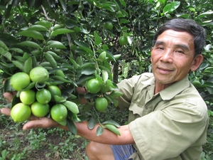 Lima fresca sin semillas de alta calidad al por mayor para salsa y bebida de proveedor de Vietnam - Product Image 5
