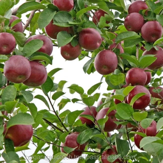 Biologische Organische Meststof Machine Voor Apple Teelt In Ons