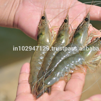 Crevettes probiotiques