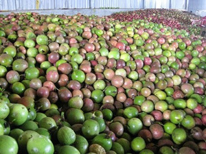 ผลไม้เสาวรสจากเวียดนามจากซัพพลายเออร์ที่ดี - Product Image 4