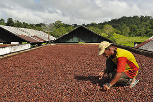Granos de cacao secos de calidad superior, excelente, barato, mezclado, criollo, 25kg, bolsa de embalaje certificada de chocolate - Product Image 4