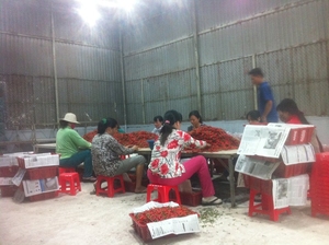 Poudre de piment rouge du Vietnam à vendre/ Meilleure qualité/ Mme Lima - Product Image 6