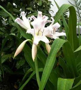 HERBALCRINUM LATIFOLIUM 100% NATURAL CRINUM CALAMISTRATUM GRADO DE EXPORTACIÓN DE VIETNAM - Product Image 4
