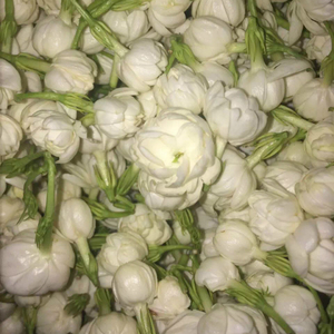 Proveedor de té de hierbas de jazmín entero de flores secas/Mogra de primera calidad de Vietnam