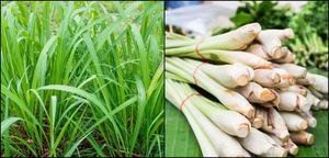 เสนอตะไคร้แช่แข็งด้วยราคาที่ดีที่สุด - Product Image 3