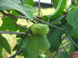 COCCINIA GRANDIS AVEC LA MEILLEURE QUALITÉ - Product Image 6