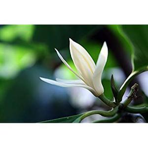 Etiqueta privada 100% Pure Champaca Floral Absolute Oil Extracto de fragancia natural para el cuidado de la piel y el uso de la belleza - Product Image 4