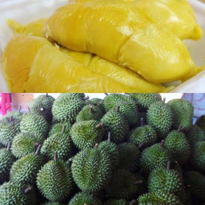 Importador de carne de durián IQF en 2020 - Product Image 3