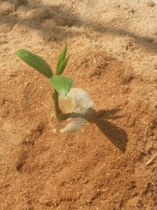 NOIX DE COCO DESSICQUÉE/FIBRE DE NOIX DE COCO/COCOPEAT/PRODUIT DE NOIX DE COCO DU VIETNAM - Product Image 4