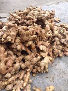 Jengibre Fresco Maduro, Precio, Tamaño 100g/150g/200g/250g/300g - Product Image 2