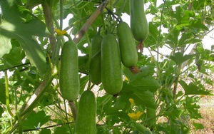 แตงโมฤดูหนาวสดคุณภาพสูงในปี2020 - Product Image 5