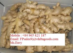 New Crop of Vietnamese <b>Fresh</b> <b>Ginger</b> Exported - Product Image 3