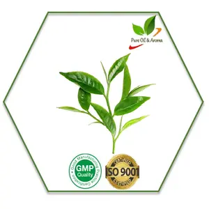 Groothandel Prijs Supermarkt Tea Tree Olie Bulk / Pure Tea Tree Olie