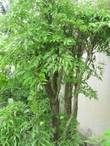 ราก polyscias อบแห้งสำหรับชา - Product Image 2