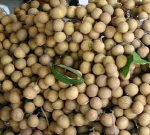 शुद्ध और प्राकृतिक ताजा और सूखे Longan फल