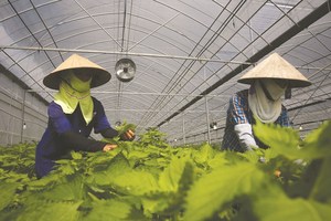 Precio Competitivo, Suministro al por Mayor de Hojas Secas de Shiso-Perilla Frutescens Frescas y Secas, Estilo Vietnamita - Product Image 3