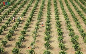 Fruit de Dragon frais-meilleur prix et qualité supérieure - Product Image 2