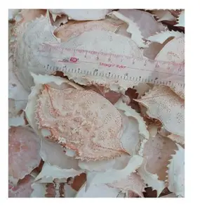 เปลือกปูแห้ง | แหล่งแคลเซียมธรรมชาติและวัสดุปุ๋ยอินทรีย์จากเวียดนาม | ms.lily Ngo - Product Image 2