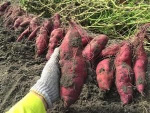 PATATE DOUCE/POIREAU ROUGE À LA SAVEUR DÉLICIEUSE - Product Image 6