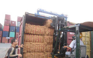 [NOUVEAU PRODUIT!!!] FIBRE DE NOIX DE COCO HAUTE NORME D'EXPORTATION AVEC LE PRIX COMPÉTITIF _ LE PLUS CHOCE POUR VOUS DU VIETNAM 2023 - Product Image 3