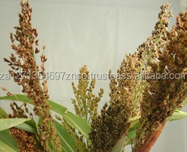 Graines de millet vert décortiquées non glutineuses séchées FD en gros certifiées BRC pour l'alimentation des oiseaux, marque Gold Field, durée de conservation de 2 ans - Product Image 3