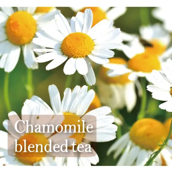 Flower tea chamomile with japanese green tea health & medical beauty slim soft drink made in japan oem possible private label