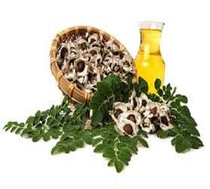 Gypsmoringa — extracteur d'huile, en vrac, depuis l'inde - Product Image 2