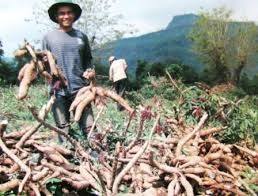 La Mejor Tapioca / Yuca Fresca para Usted - Product Image 4