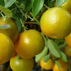 Wholesale dried calamondin / Export standard / Holiday